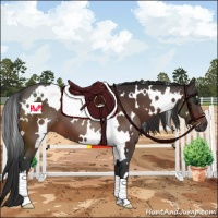 Horse Color:White Spotted Brown 