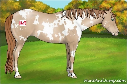 Horse Color:White Spotted Smoky Black Pearl 