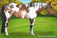 Horse Color:White Spotted Bay 