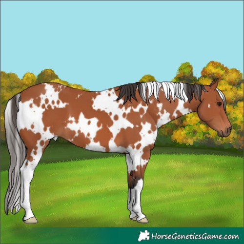 Horse Color:White Spotted Bay 