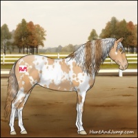 Horse Color:White Spotted Bay Pearl