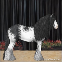 Horse Color:White Spotted Black