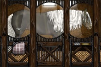 Horse Color:Liver Chestnut Mushroom Varnish