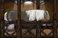 Horse Color:Liver Chestnut Mushroom Snowflake Varnish 