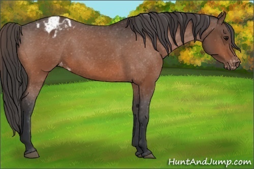 Horse Color:Bay Appaloosa 