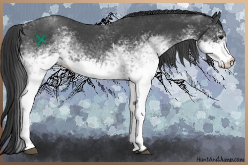 Horse Color:White Spotted Blue Roan 