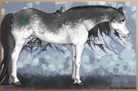Horse Color:White Spotted Blue Roan 
