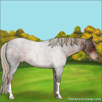 Horse Color:Liver Red Roan 