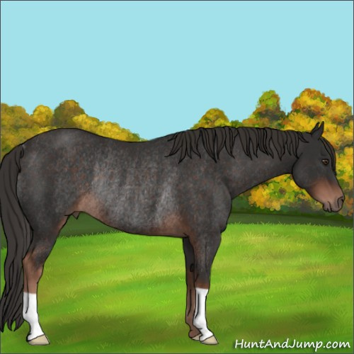 Horse Color:Liver Chestnut Rabicano 