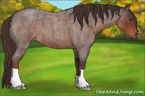 Horse Color:Liver Red Roan 