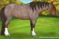 Horse Color:Liver Red Roan 