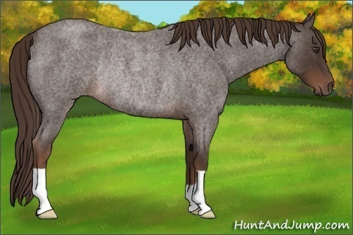 Horse Color:Liver Red Roan Rabicano 