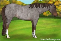 Horse Color:Liver Red Roan Rabicano 