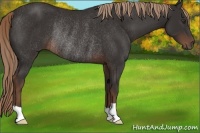 Horse Color:Liver Chestnut Rabicano