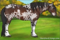 Horse Color:White Spotted Bay Ice Varnish 