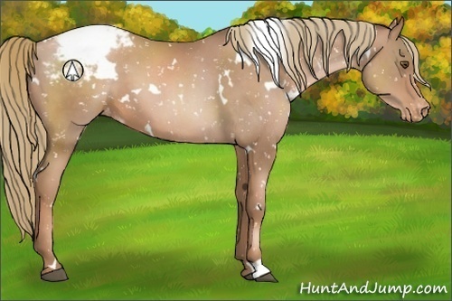 Horse Color:White Spotted Liver Chestnut Pearl Appaloosa 