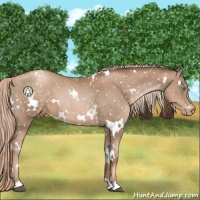 Horse Color:White Spotted Liver Chestnut Pearl Snowcap