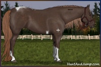 Horse Color:Liver Chestnut Tobiano