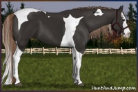Horse Color:Liver Chestnut Splash Tobiano