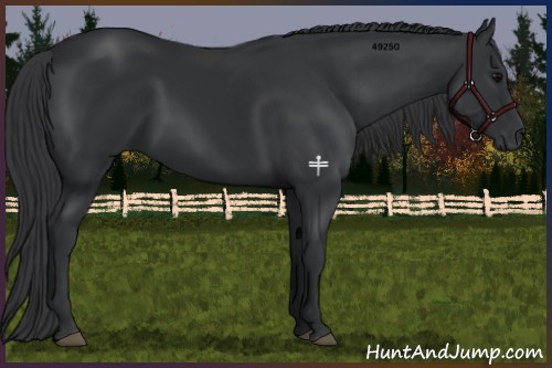 Horse Color:Black 