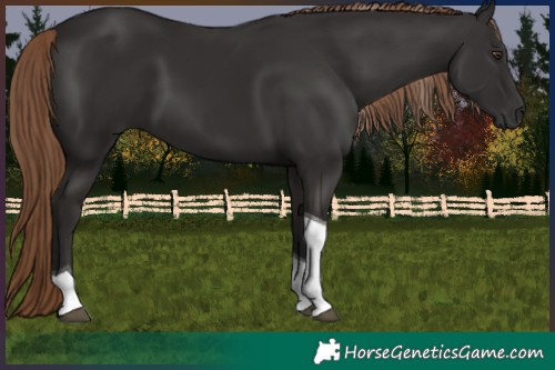 Horse Color:Liver Chestnut Tobiano 