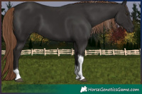 Horse Color:Liver Chestnut Tobiano 