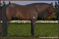 Horse Color:Brown 