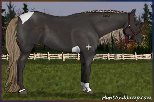 Horse Color:Liver Chestnut Tobiano 