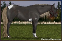 Horse Color:Liver Chestnut Tobiano 