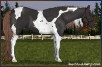 Horse Color:Liver Chestnut Tobiano 