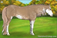 Horse Color:Palomino Sabino