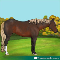 Horse Color:Liver Chestnut 