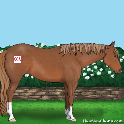 Horse Color:Chestnut 