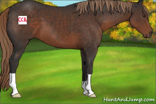 Horse Color:Liver Chestnut 