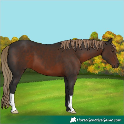 Horse Color:Liver Chestnut 