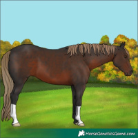 Horse Color:Liver Chestnut 