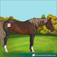 Horse Color:Liver Chestnut 