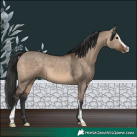Horse Color:Brown Dun Sabino 