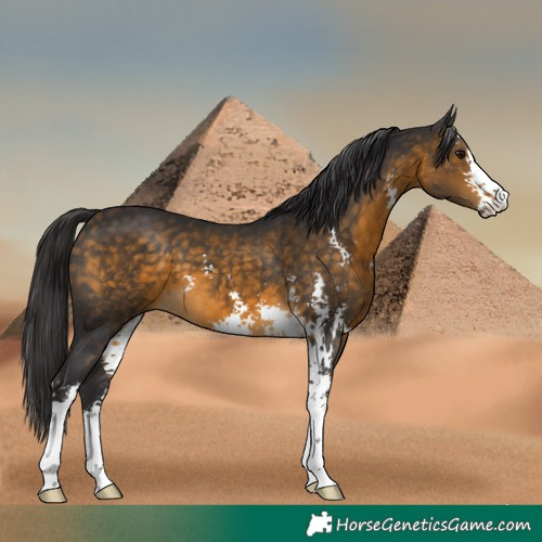 Horse Color:Buckskin Sabino