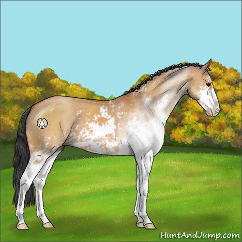 Horse Color:Bay Dun Sabino 