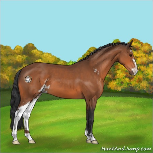 Horse Color:Bay Sabino