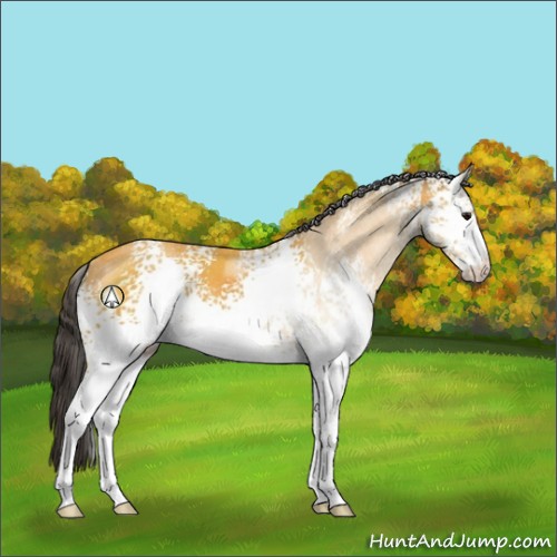 Horse Color:White Spotted Buckskin Sabino 