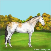 Horse Color:White Spotted Buckskin Sabino 
