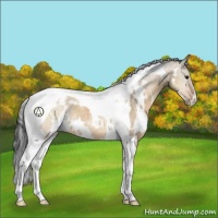 Horse Color:White Spotted Bay Dun Tobiano 