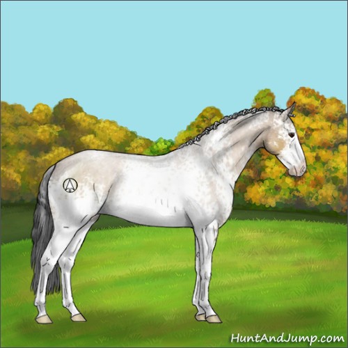 Horse Color:White Spotted Bay Dun Sabino 
