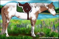 Horse Color:White Spotted Chestnut Sabino Frame
