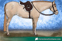 Horse Color:White Spotted Grullo Pearl 