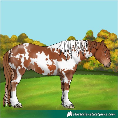Horse Color:White Spotted Chestnut 