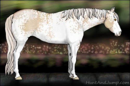 Horse Color:White Spotted Silver Grullo Pearl Sabino 