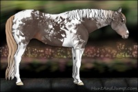 Horse Color:Liver Chestnut Tobiano 